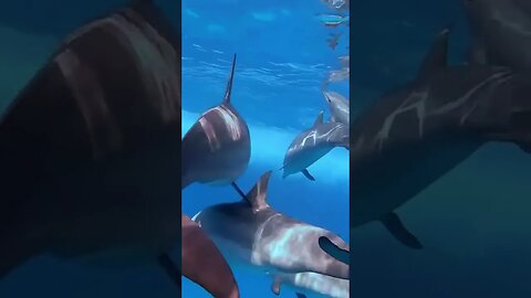 Here’s your underwater zen for meditation or sleep #nature