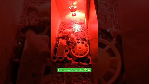 Home-made Brooder for my Ducklings 🪿😄| #shorts #short #shortvideo #shortsvideo #food #farming #duck