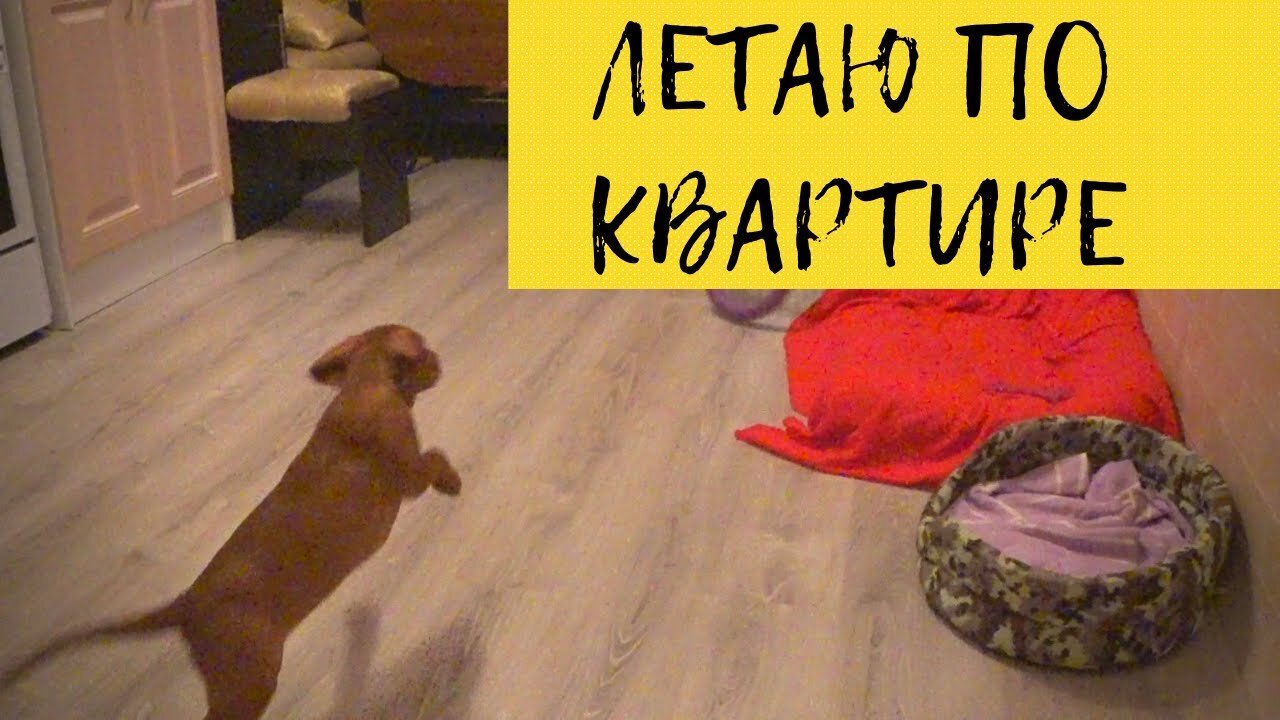 There are no kinder dogs | Hungarian Cop