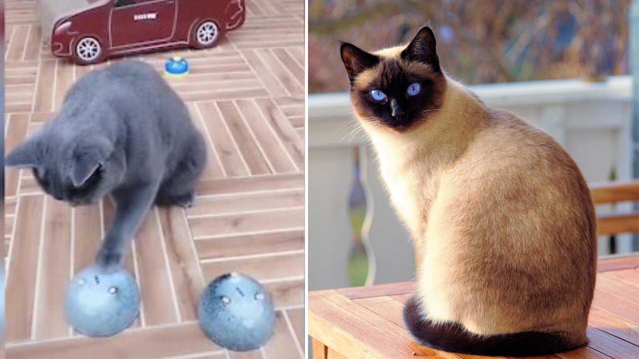 Best challenge With Funny Cat