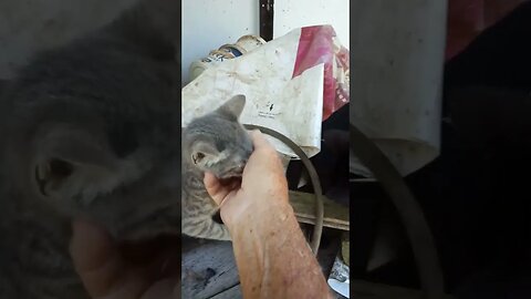 Two little Kittens
