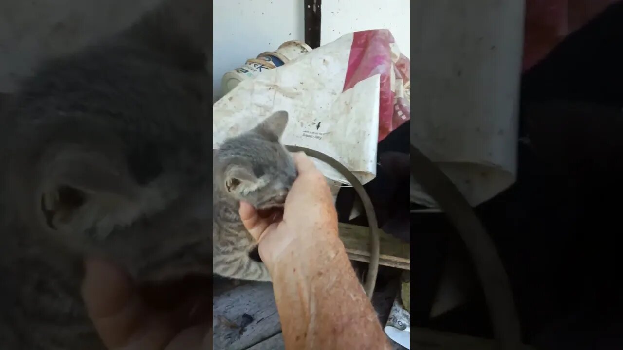 Two little Kittens