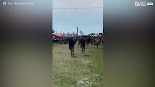 Un essaim d'abeilles s'invite à un festival de musique