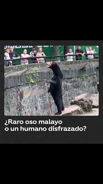 Zoo chino desmiente que uno de sus osos sea un humano disfrazado