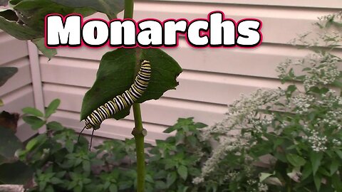 Monarch Caterpillars In My Garden In September! 🦋