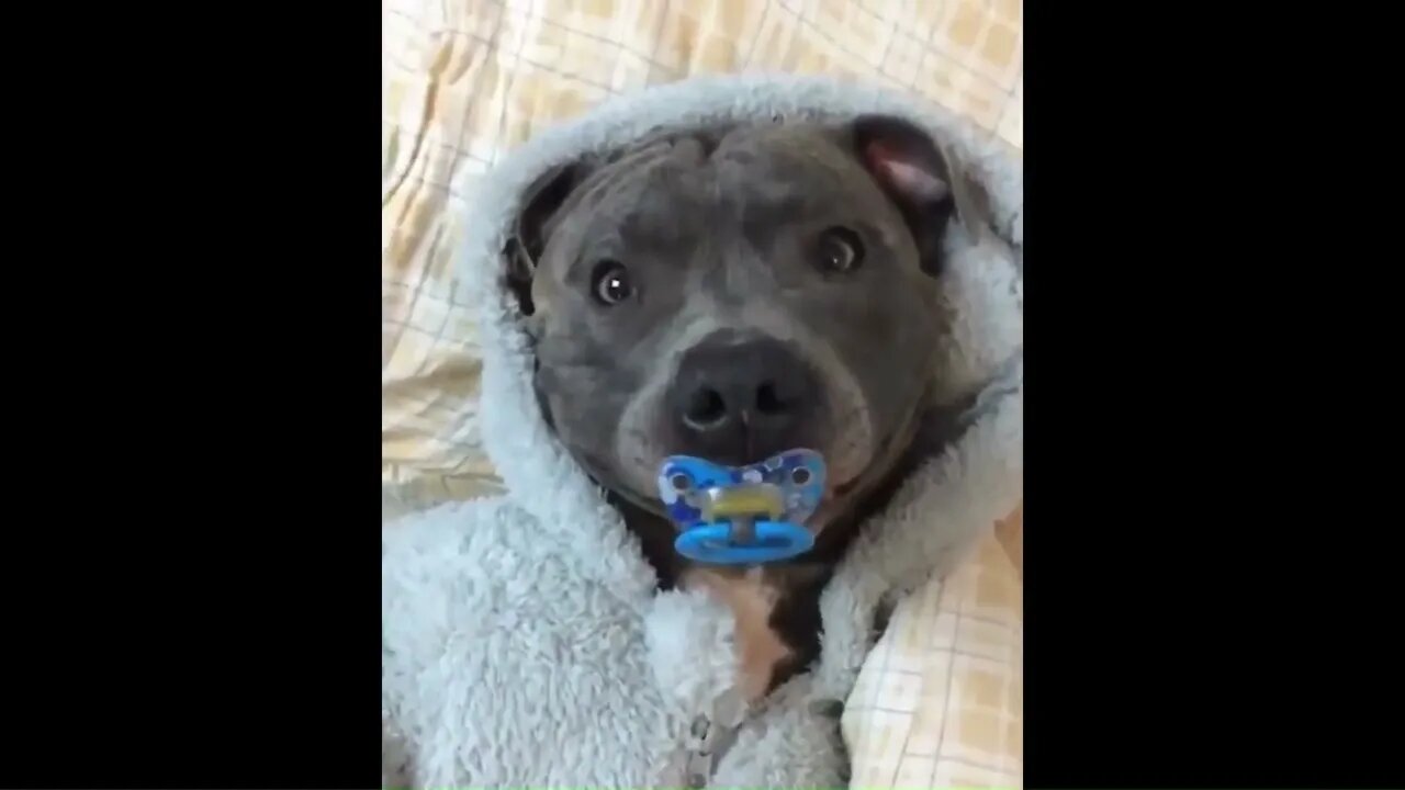 Household Hoots: Comedy Moments with Our Beloved Pets😊🤣😂😊