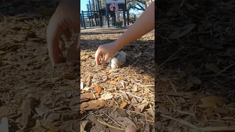 check dirt bathing