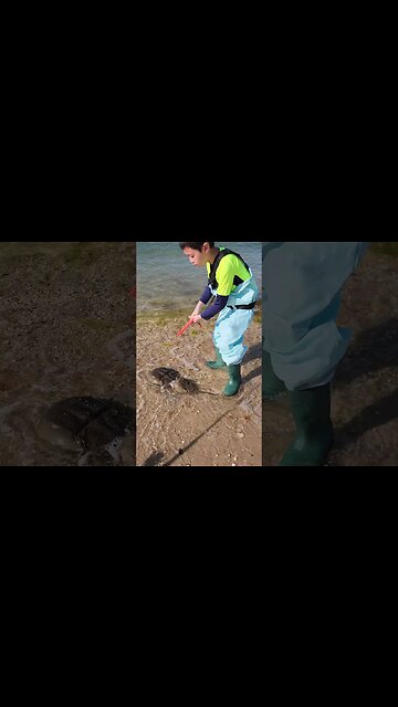 Mating Horseshoe crabs!💕