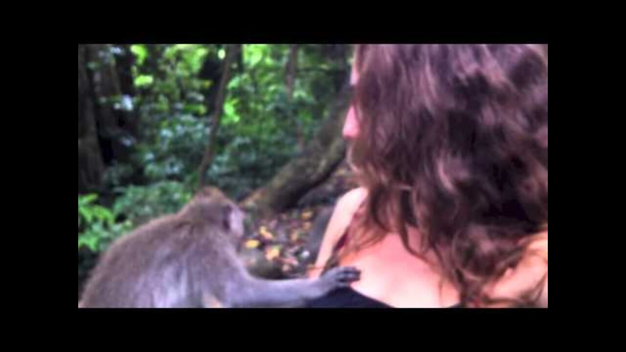 Monkey Rani funny video 😂😂| Shtty