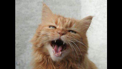 Cats 101 : Basic Cat Training Tips