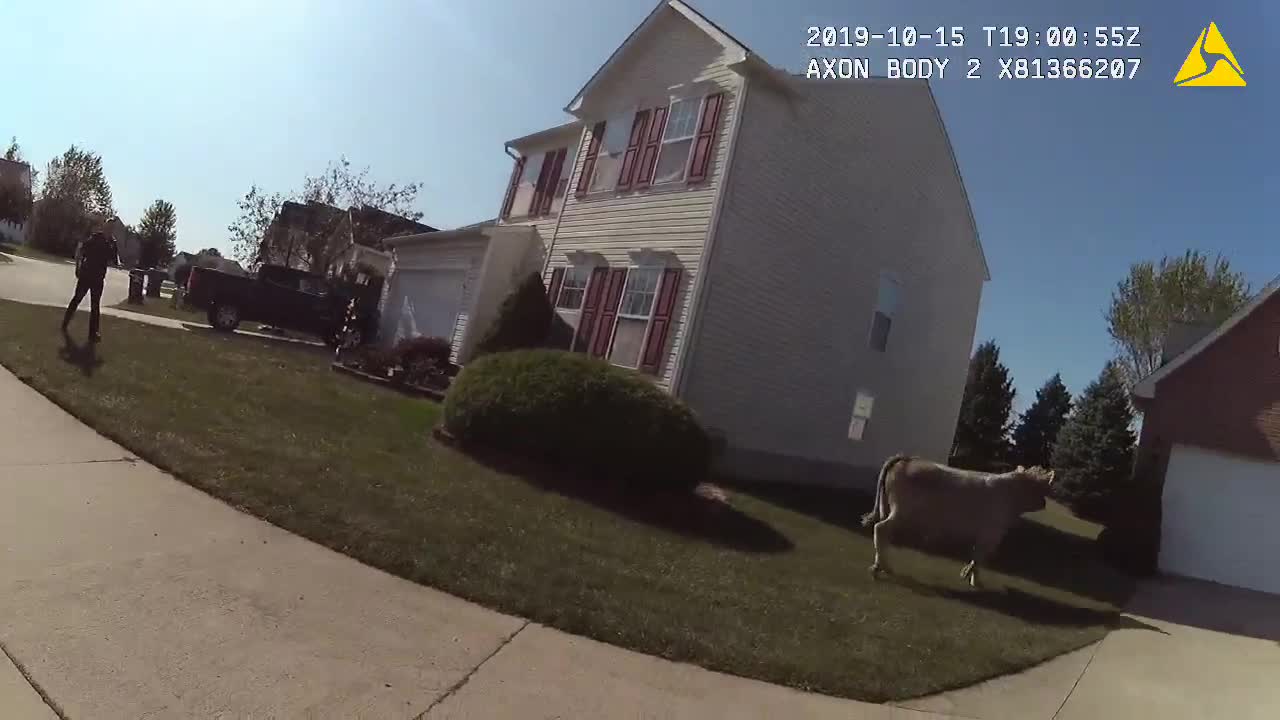 WATCH: North Ridgeville police go on wild cow chase after 'Moodini' escapes