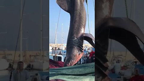 Urla'da yakalanan büyük camgöz köpek balığı Cetorhinus maximus, avlanması yasak türlerden birisidir.