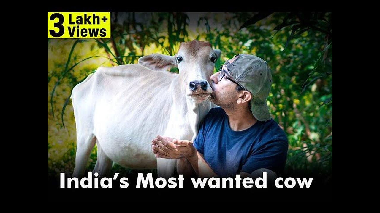 India's Most Wanted Cow
