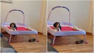 This beagle loves to relax and watch TV