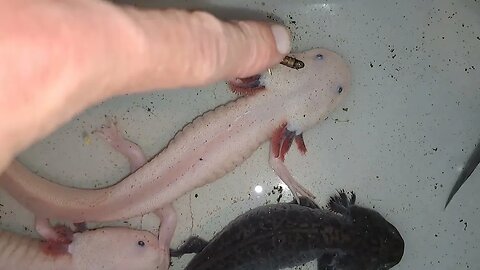Axolotls Amystoma Mexicanum some close-ups before release in big tank