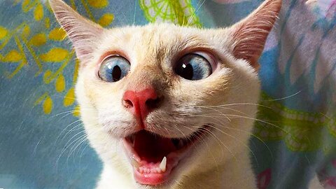 Funniest Cats And Dogs Videos 😁 - Best Funny Animal Videos 2023