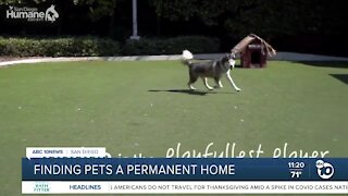 Pet of the Week: Hondoo