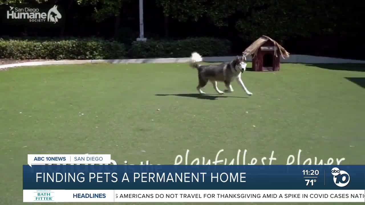 Pet of the Week: Hondoo
