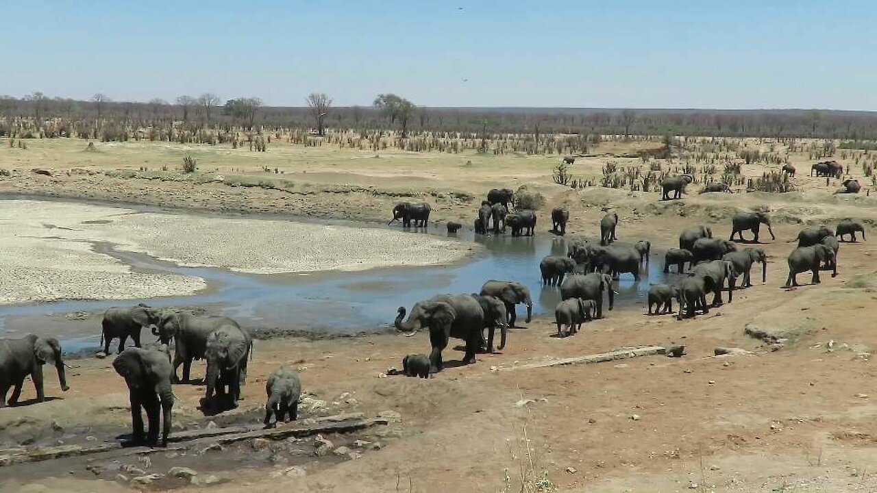 Incredible number of elephants visit waterhole together
