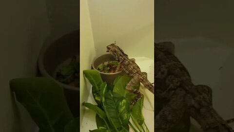 Alimentando Lagarto de Estimação 🤩🦎 #shorts