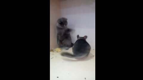 Cat vs Chinchilla Epic Battle FUNNY ANİMALS