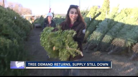 Treasure Valley feeling effects of Christmas Tree shortage