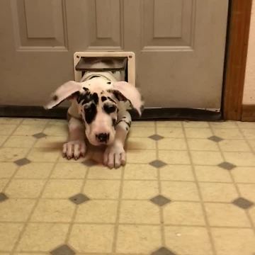 Great Dane squeezes through tiny cat door