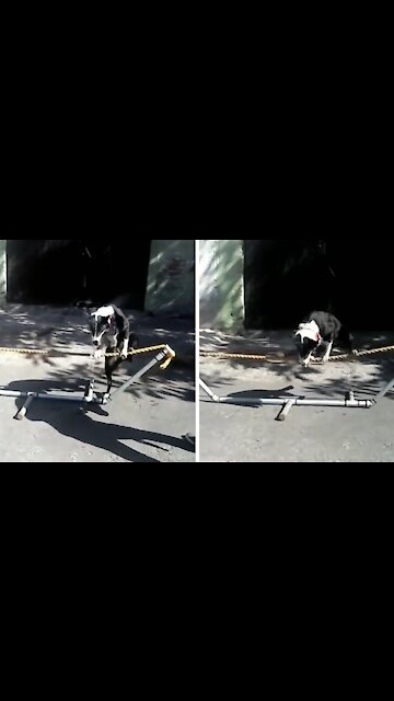 Dog climbs on a rope and starts walking on it