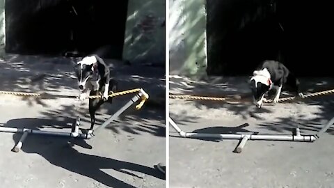 Dog climbs on a rope and starts walking on it