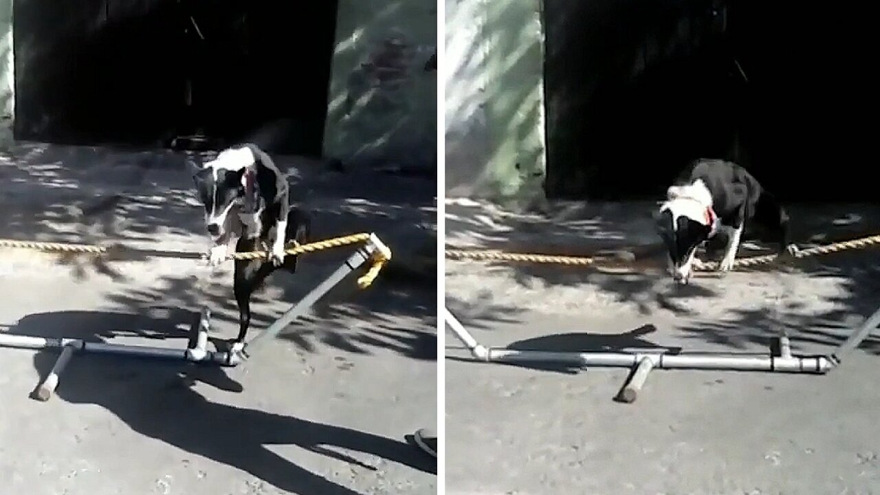 Dog climbs on a rope and starts walking on it