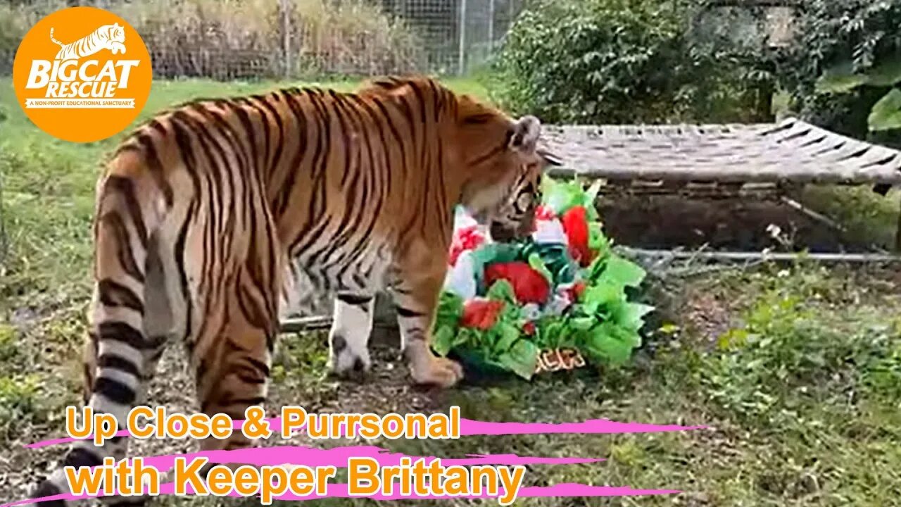 Christmas enrichment part 4 with Simba, Kali, and Jinx at Big Cat Rescue! 12 21 2022