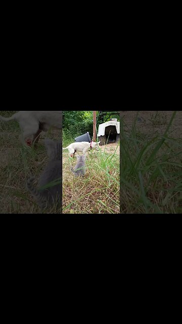 Play Date with a Kitten