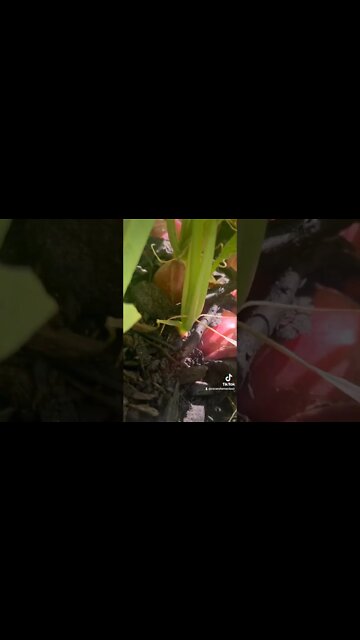 Radishes | Easy to Grow, Healthy to Eat