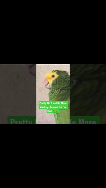 Such a Pretty Bird. No More Monkeys Jumpin on the bed! #shorts #parrot #prettybird @The Day After