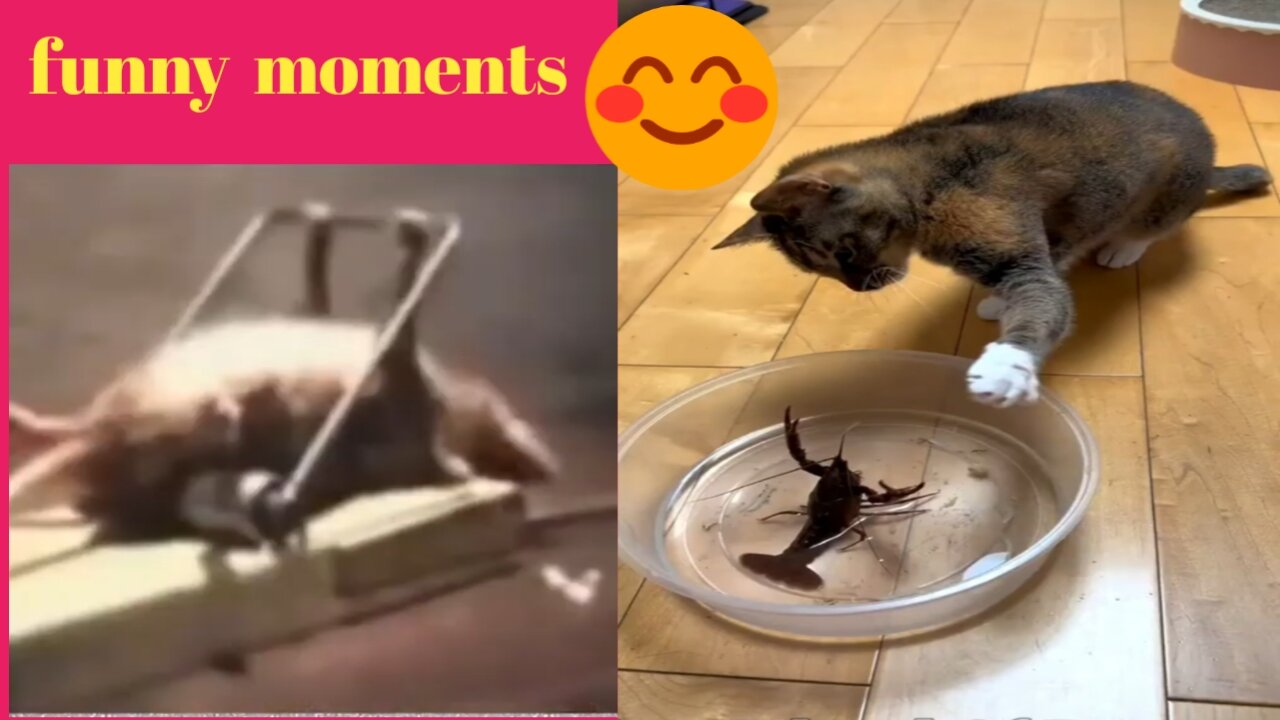 Funny cat 🐈 and mouse 🐁 Funny 😁 Vidio