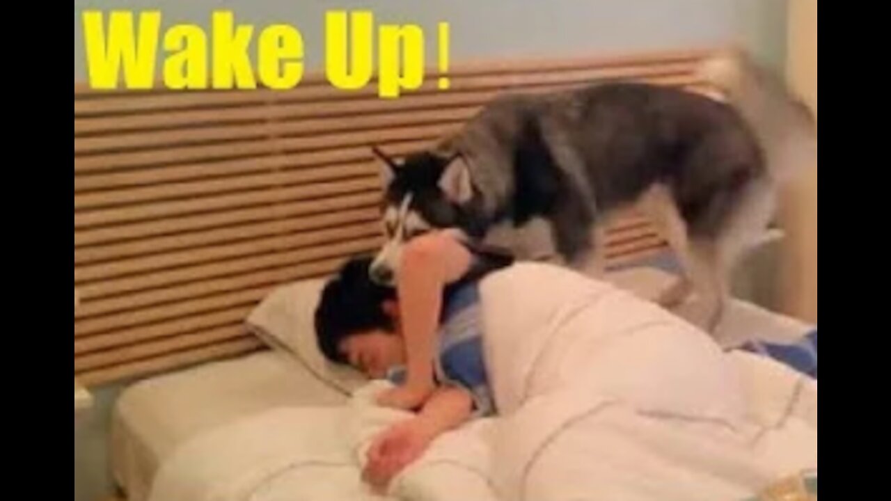 Cutest Pet Animal Waking Up Owners Funny Pets Amimal