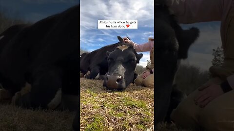 Ever heard a cow purring? 😊