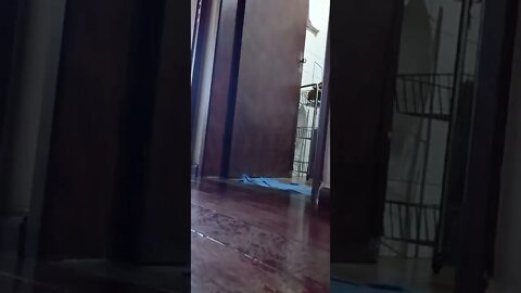 dog , shorts