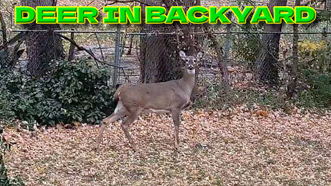 Deer In Backyard