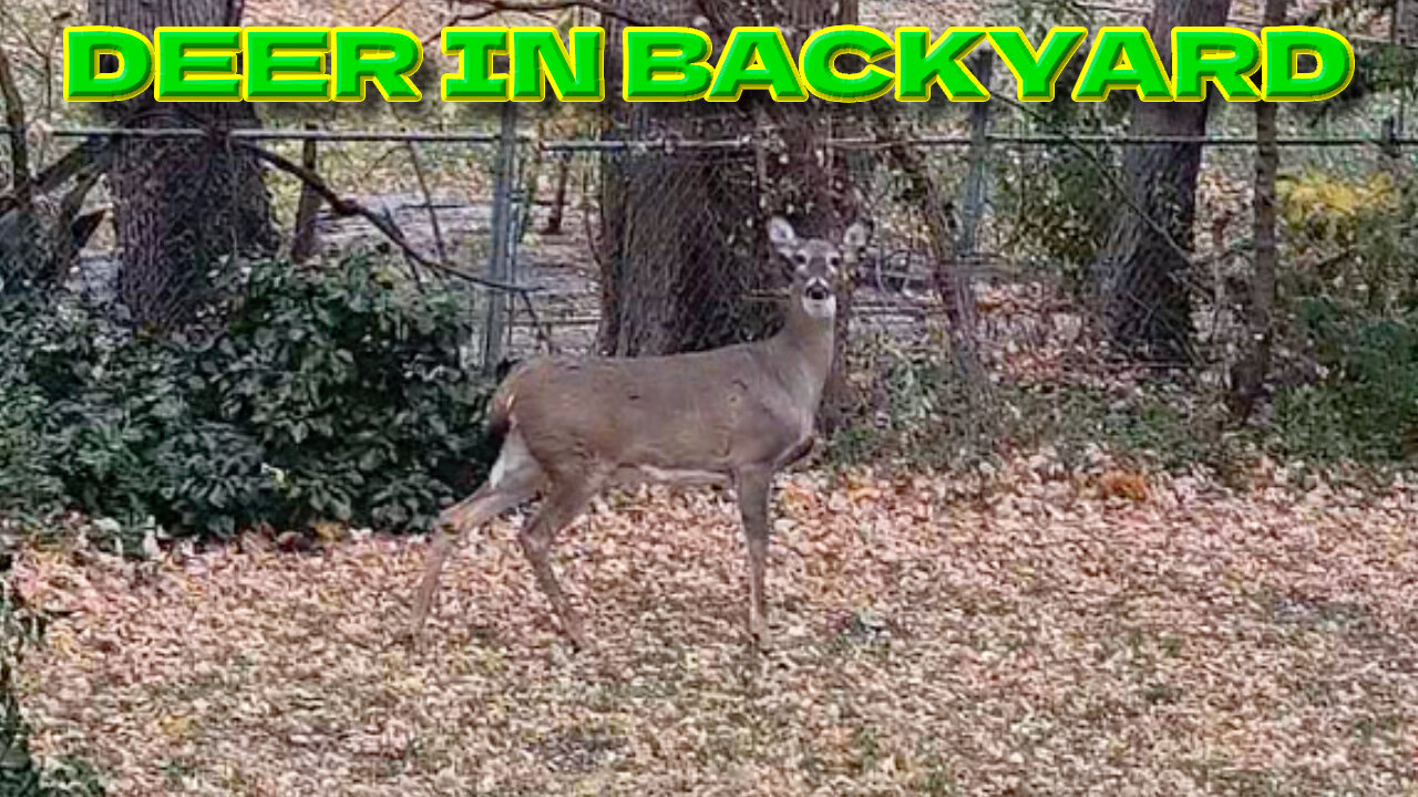 Deer In Backyard