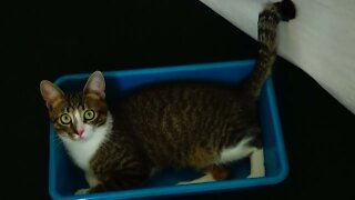 Cat Fits Perfectly into a Tray