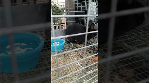 Rabbits for sale