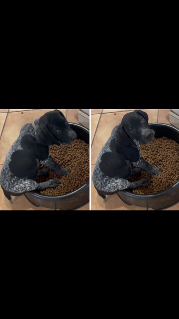 Tiny Puppy Sits Inside Entire Food Bowl For Meal Time