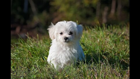 dog baby-cute videos