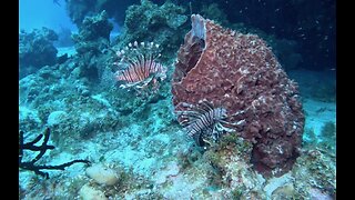 Lionfish show scuba divers how they feed in the Bahamas