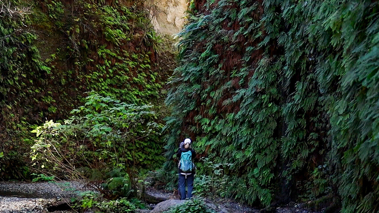 Prairie Creek Redwoods State Park - California