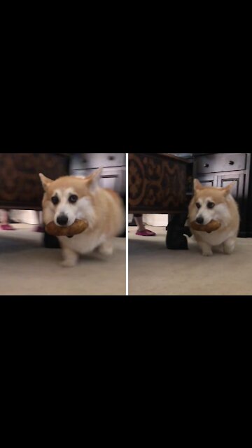 Corgi Steals Potato From Grocery Bag, Refuses To Give It Back
