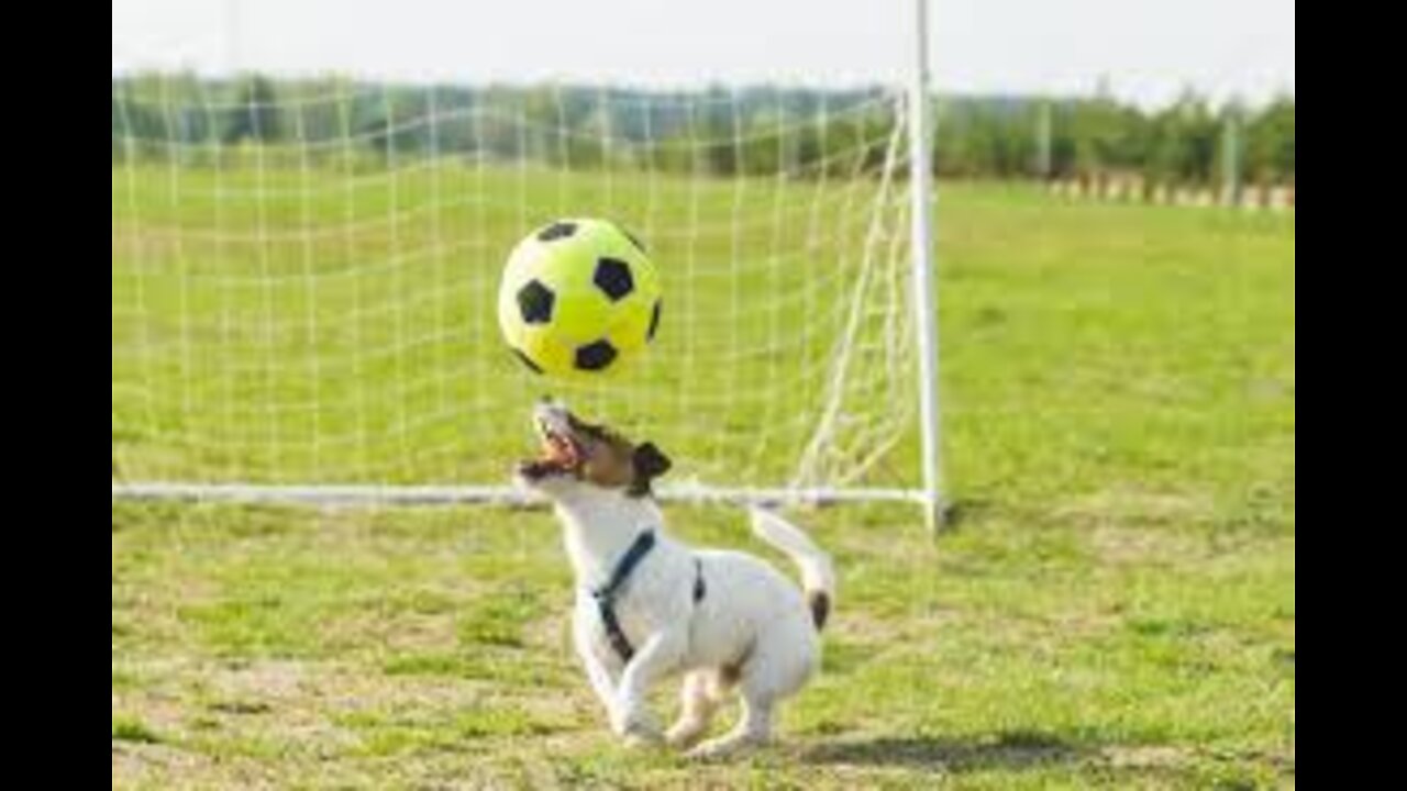 Canine interruption: How a dog brought a football match to a halt