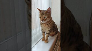 Bedford being majestic on the windowsill #bengalcat #sadcat #cutecat