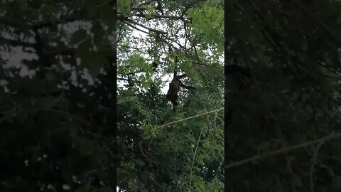 we've seen monkeys in Costa Rica 🐒 #southamerica #latinoamerica #southamericatrip #traveling #gopro